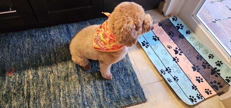 Paw-print grooming mats laid out on a tiled floor with a small poodle waiting on a blue rug