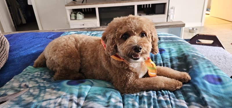 Fluffy apricot cockapoo resting on a blue bedspread after its groom