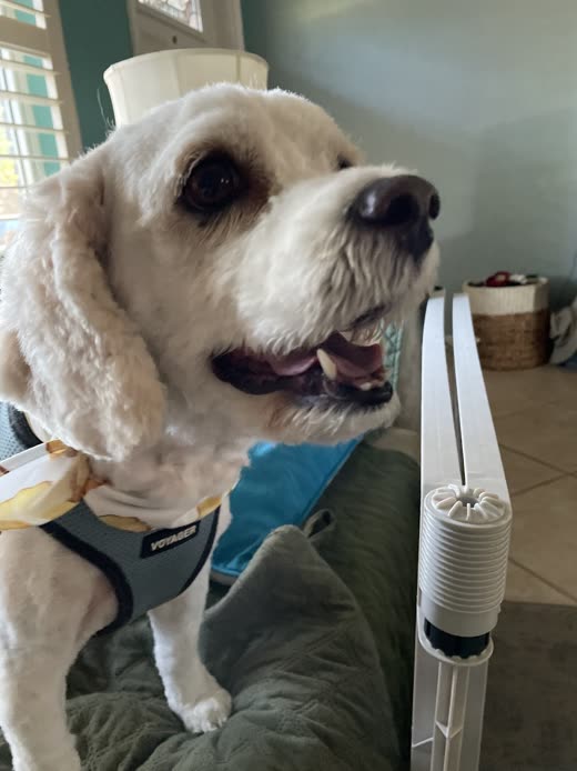 Close-up of a white poodle's freshly groomed head and shoulders beside a grooming dryer