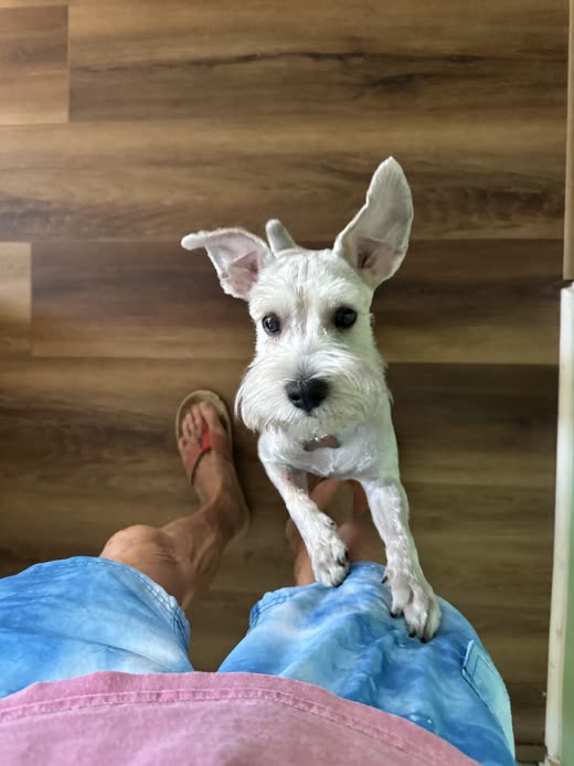 White schnauzer-type terrier with a clipped face and tidy beard