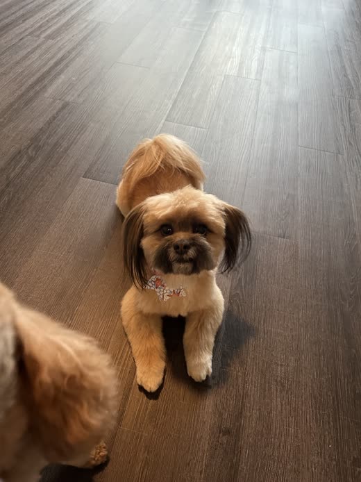Small shih-tzu with a neatly trimmed face standing on a wood floor
