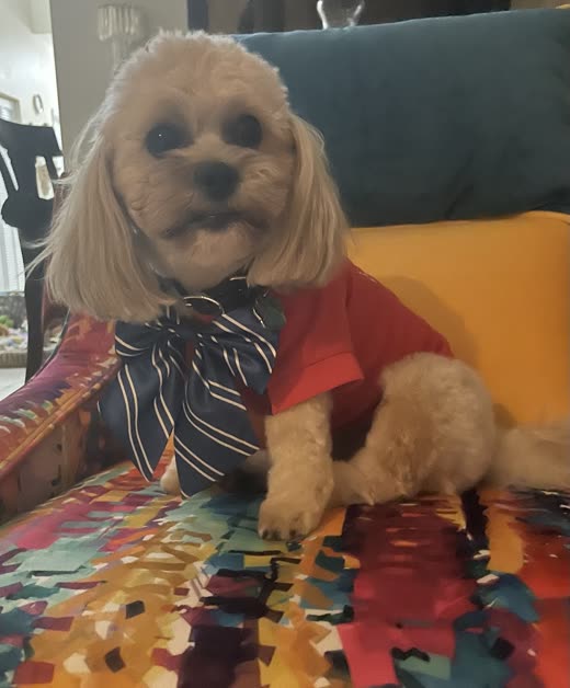 Freshly groomed cream cocker spaniel in a red shirt and striped bow tie