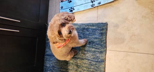 Apricot toy poodle in an orange paw-print bandana, groomed and looking up